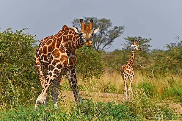 Giraffe in natural habitat