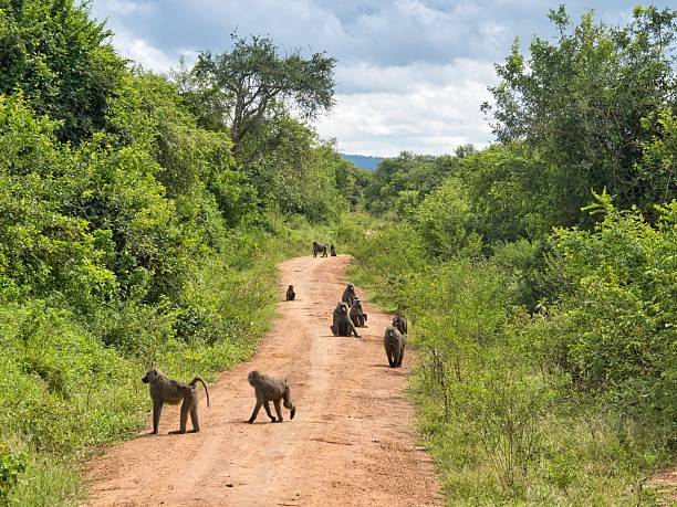 Chimpanzee family walking through forest