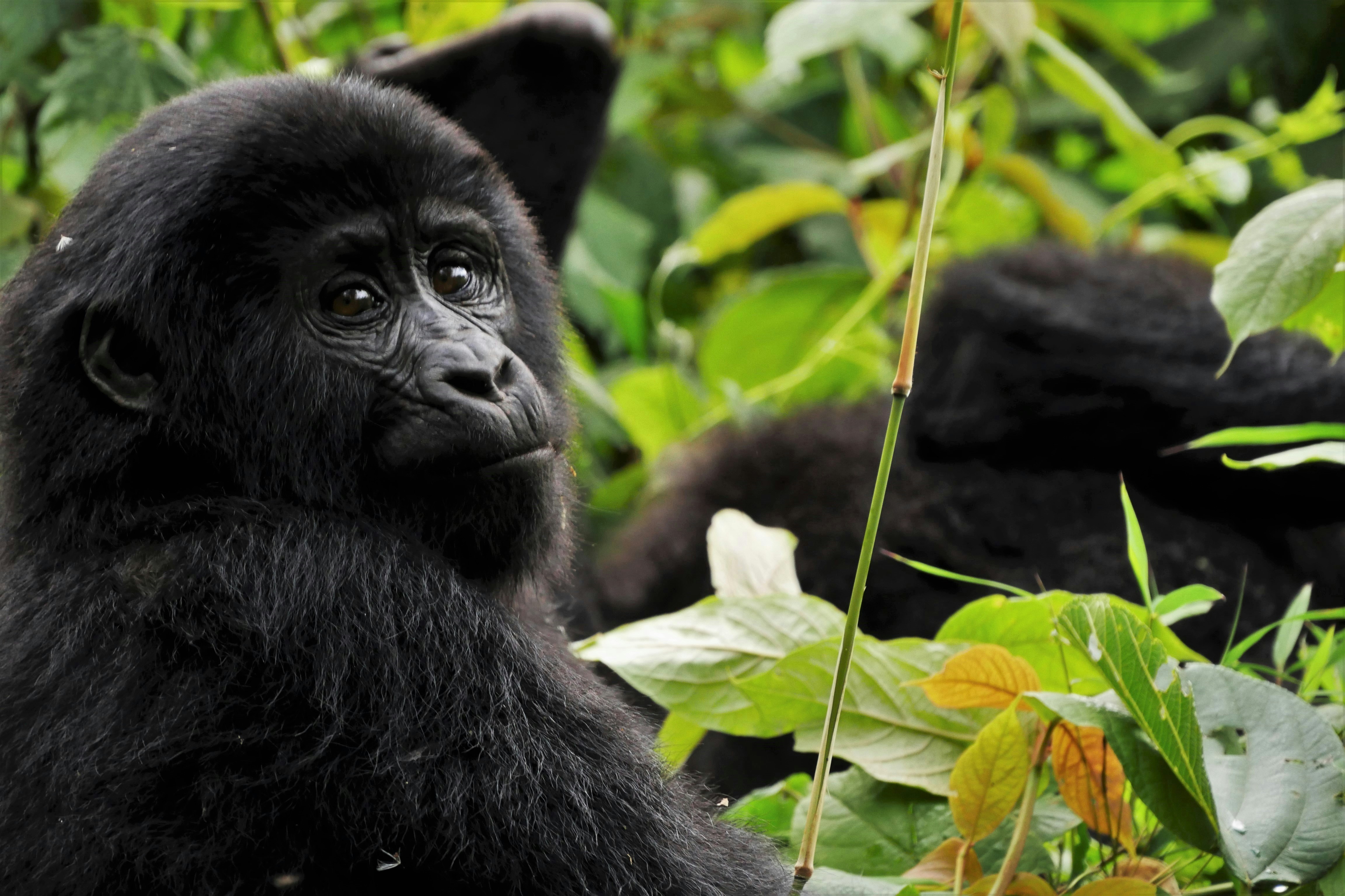 Kibale National Park