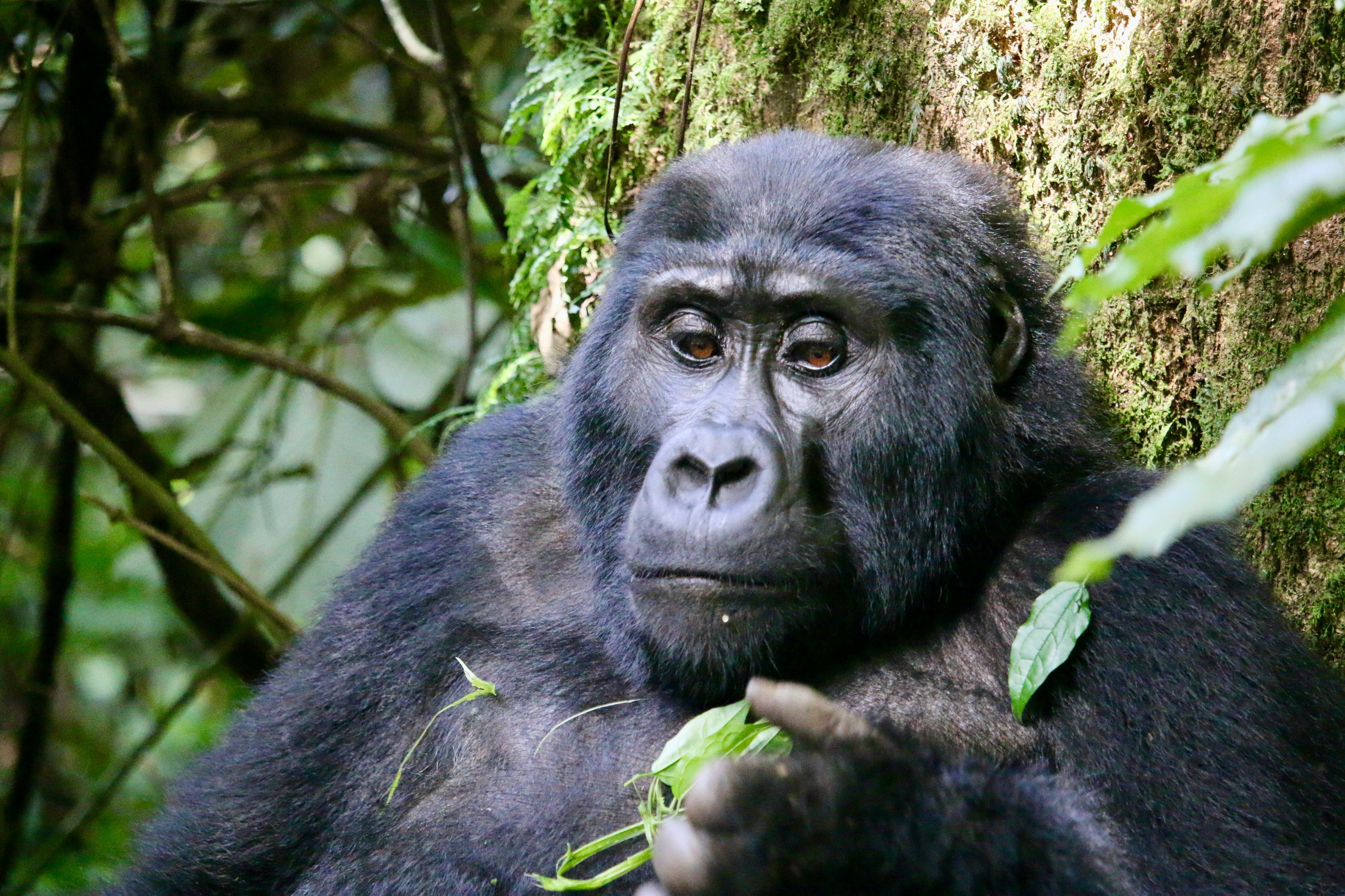 Gorilla trekking