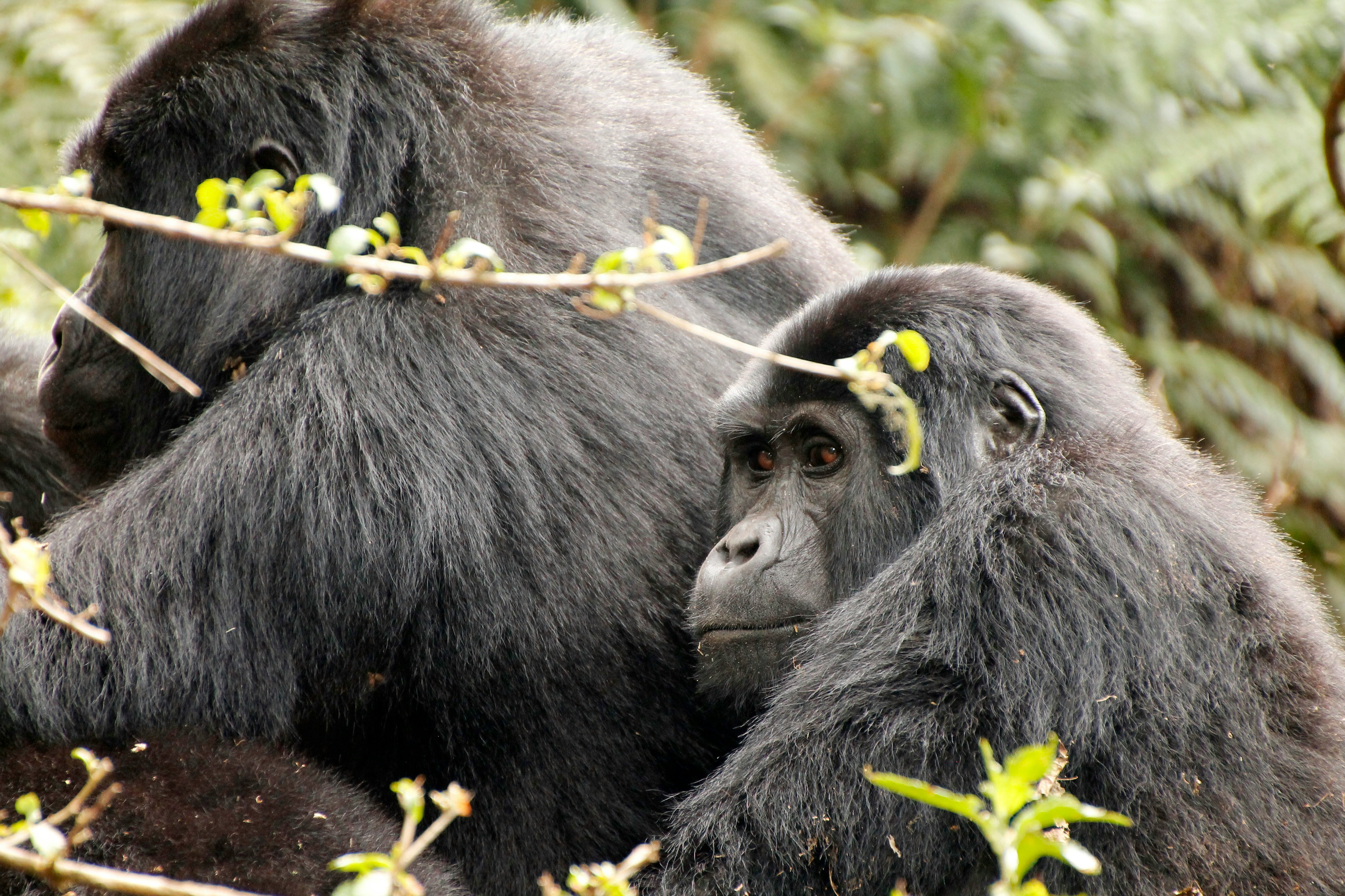 Chimpanzee tracking
