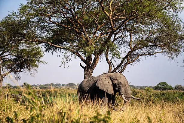 An elephant beneath a wide acacia tree