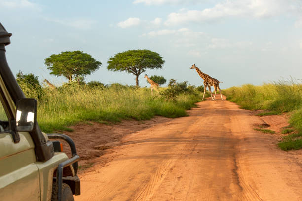 Wildlife safaris