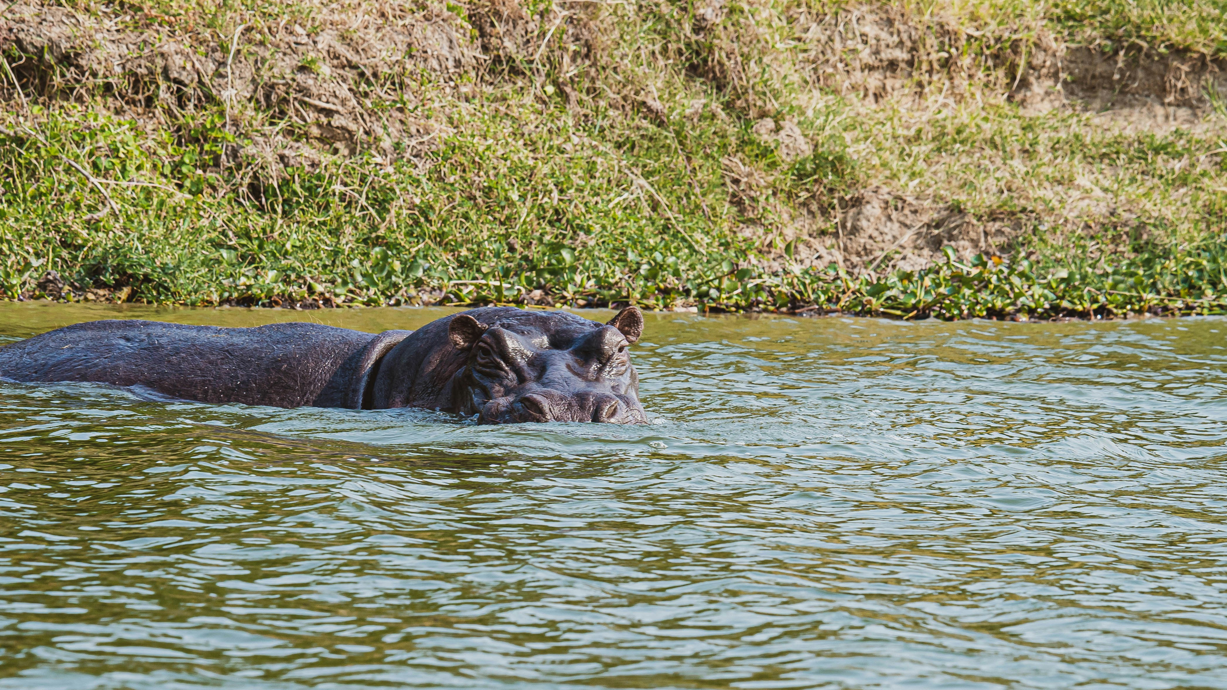 A hippopotamus in the water