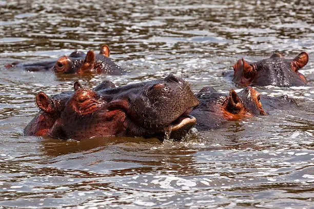 Wildlife and water in East Africa