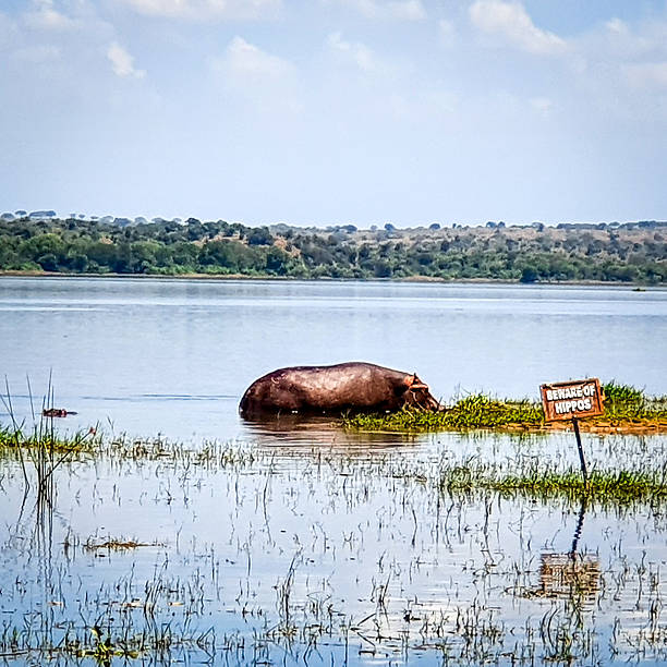 Hippos in water in Uganda